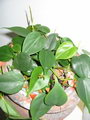 Heart-leaf Philodendron, Parlor Ivy, پتوس قلبی , پتوس اسکاندس ,فیلودندرون برگ قلبی,فیلودندرون اکسی ک